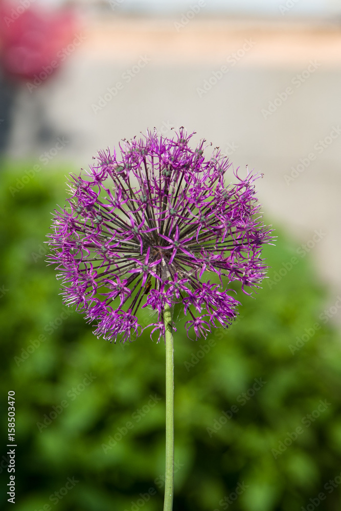 Blue sphere flower Blue sphere flower