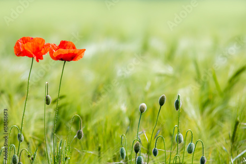 ein grünes Kornfeld mit Mohnblüten