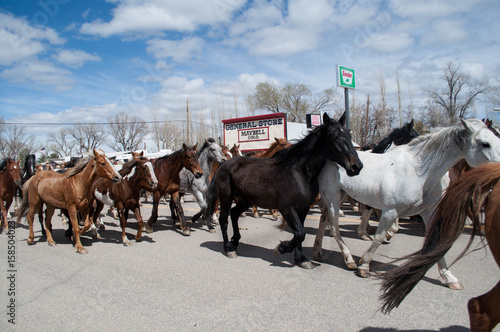 Herd of horses going through Maybell Colorado during annual Sombrero Great American Horse Drive photo