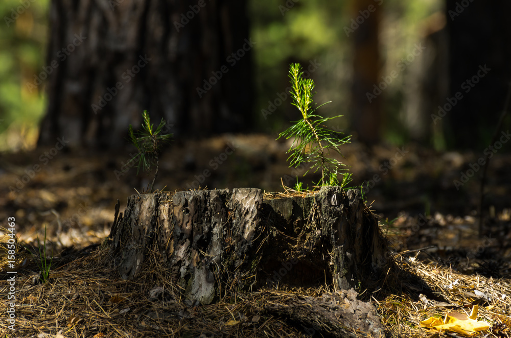 Pine tree saplings on an old stump lit with bright sun in the forest with blurred tree trunks in background