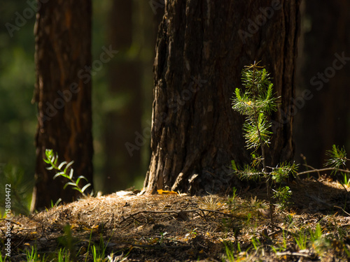 Pine tree saplings lit with bright sun in the forest with blurred tree trunks in background