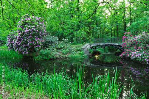 Rhododendron in park.