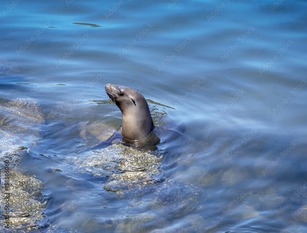 Fototapeta premium Monterey Seal
