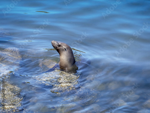Monterey Seal
