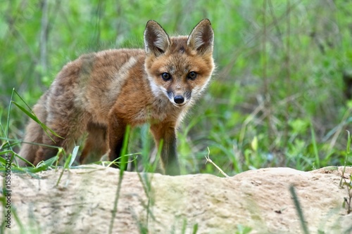 Red fox kit (Vulpes vulpes) © Jeramey Lende