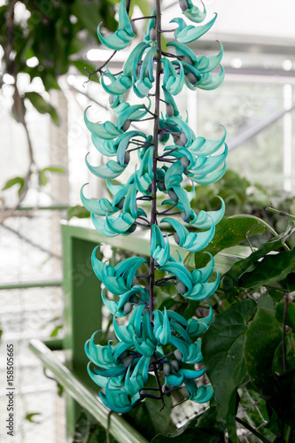 Strongylodon macrobotrys (jade vine) photo