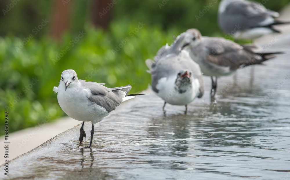 Obraz premium Seagulls bathing