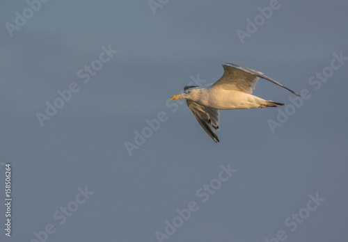 Flying seagull