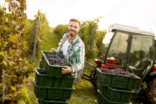 Foto Young man harvesting red grapes in vineyard