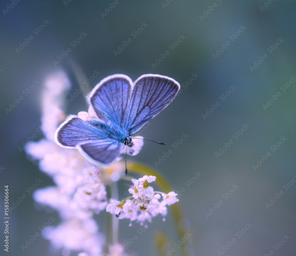 Fototapeta Błękitny motyl na kwiatku