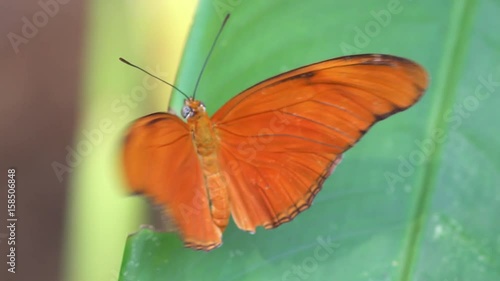 Tropical butterfly sitting on the green leaf and flapping its wings photo