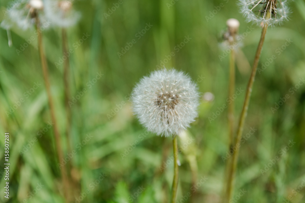 dandelion in the field. Dandelion dry. Dandelion in the summer.