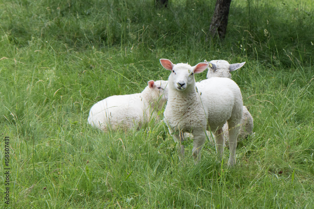Obraz premium Schafe