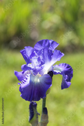 Fototapeta Naklejka Na Ścianę i Meble -  Iris, single violet flower blooming in a garden, close up.