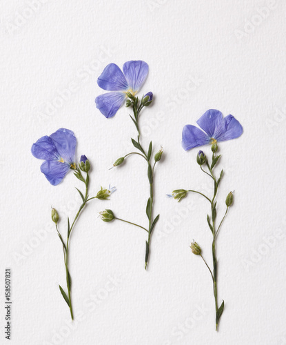 Fototapeta Naklejka Na Ścianę i Meble -  Blue pressed flower arrangement on textured paper