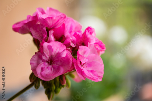 Fototapeta Naklejka Na Ścianę i Meble -  Géramiums du sud 