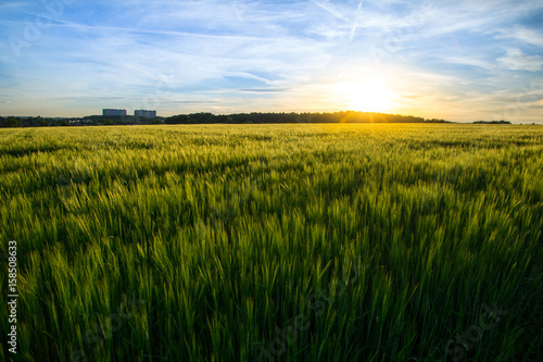 Wide green grain fields at sunset with blue sky and forest