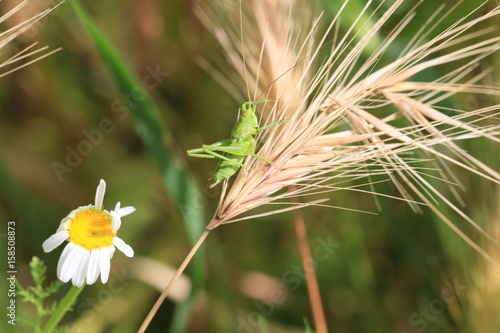 sauterelle du jardin photo