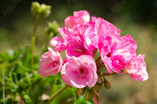Fototapeta Naklejka Na Ścianę i Meble -  Géraniums zonal rose