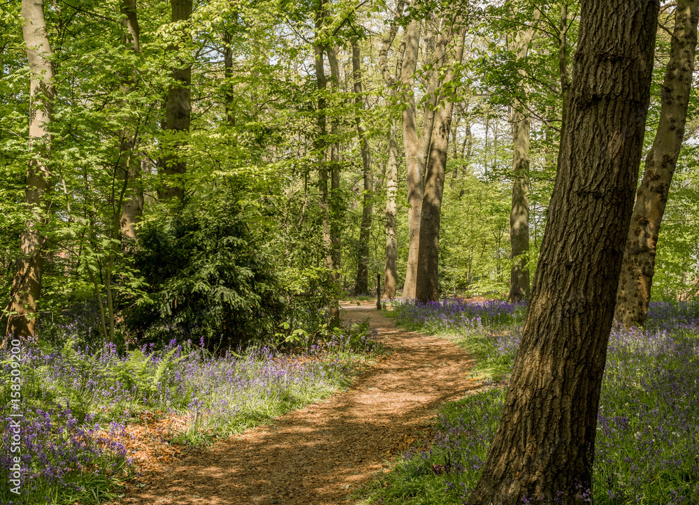 Bluebells in woods at Rufford Old Hall, Rufford, Lancashire, UK Bluebells in woods at Rufford Old Hall, Rufford, Lancashire, UK