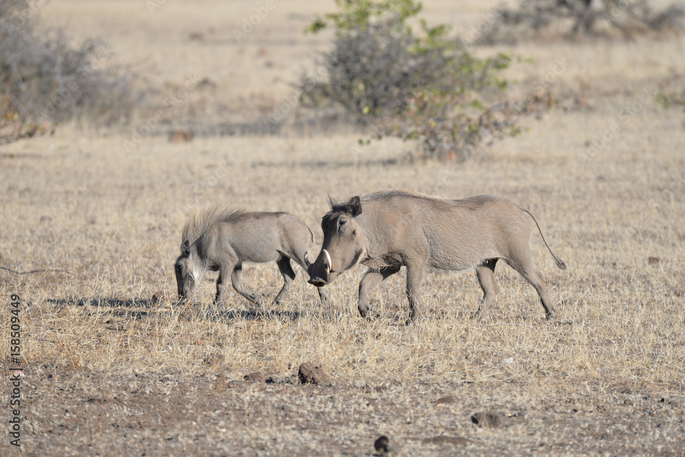 Fototapeta premium Warzenschwein