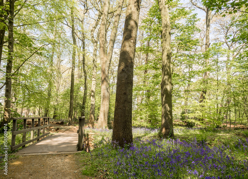 Bluebells in woods at Rufford Old Hall, Rufford, Lancashire, UK photo