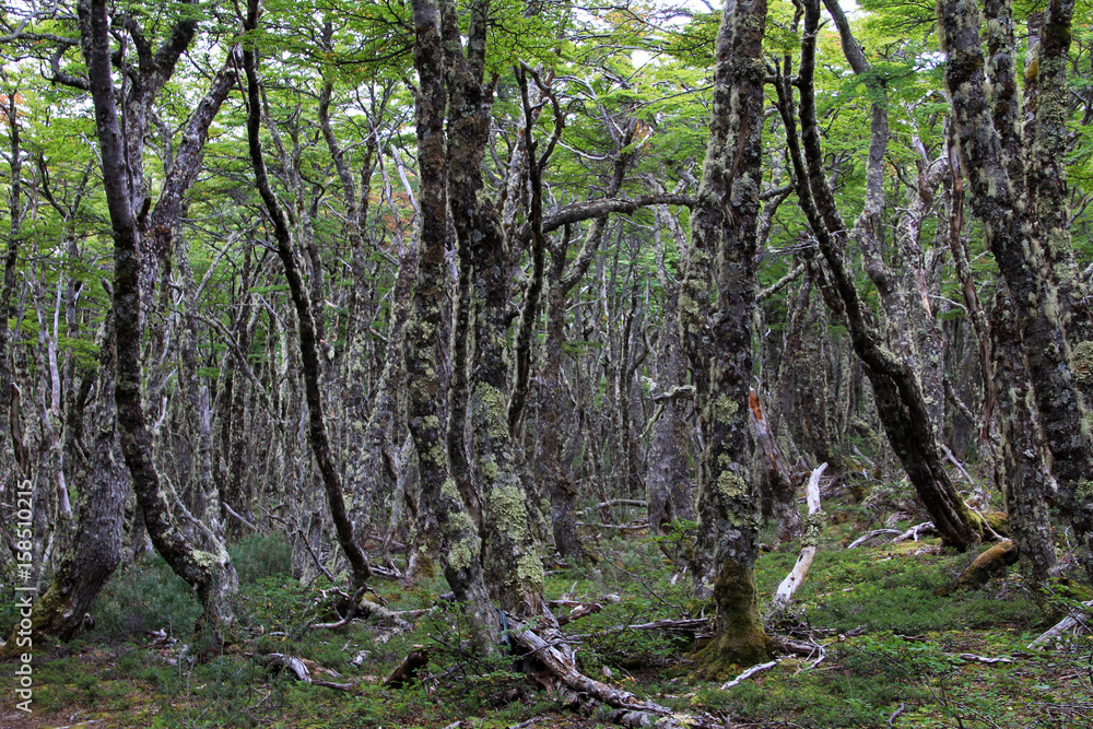 Fototapeta premium Lenga beech tree forest, Nothofagus Pumilio, Reserva Nacional Laguna Parrillar, near Punta Arenas, Patagonia, Chile