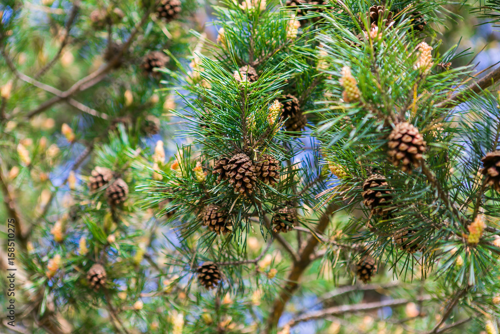 Fototapeta premium Szyszka – kłos zarodnionośny u roślin iglastych