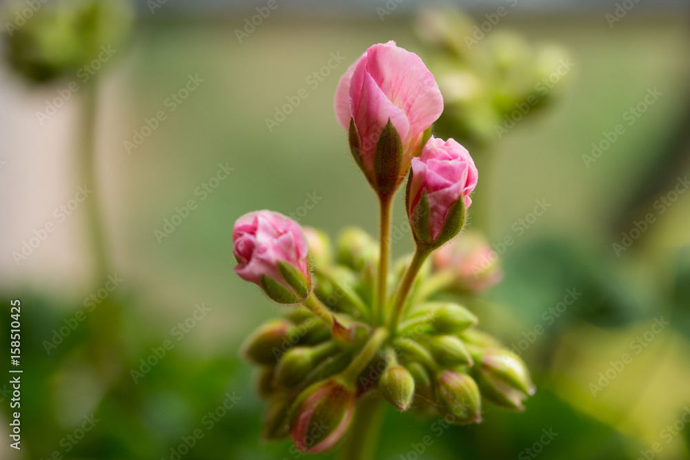 Boutons de Géraniums 