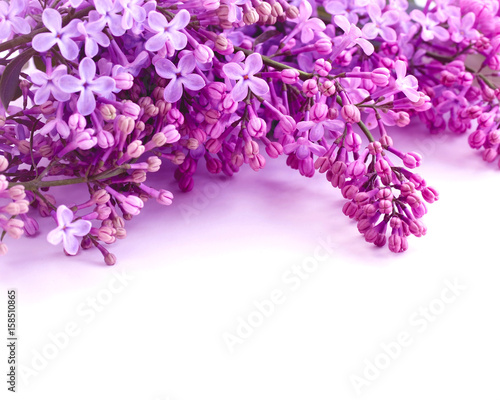 Bouquet of purple lilacs on a white background