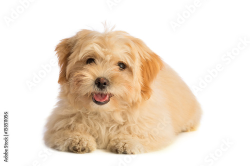 Photography Lovely puppy