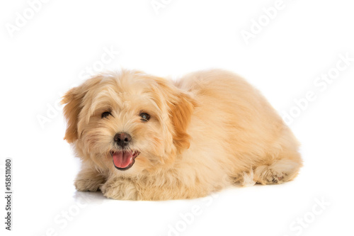 Fototapeta Naklejka Na Ścianę i Meble -  Lovely puppy