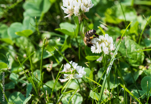 biene auf weißem klee, apis mellifera photo