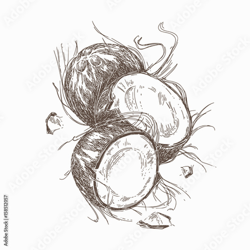 Coconut. Vintage style. Vector illustration.