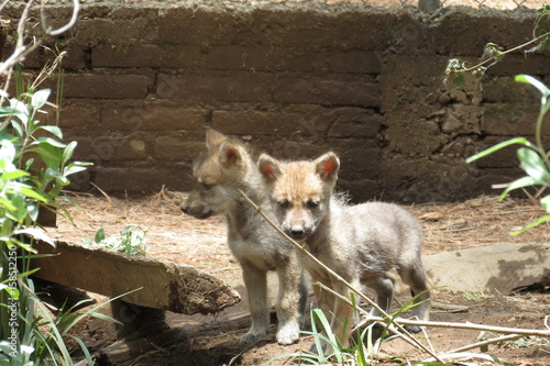 2 Cachorros de Lobo Gris Mexicano