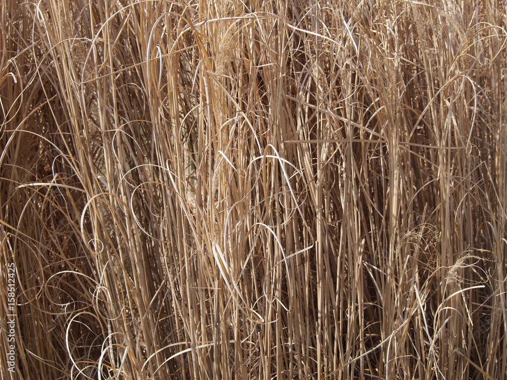 Fototapeta premium grass