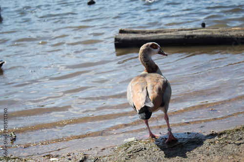 Duck Back