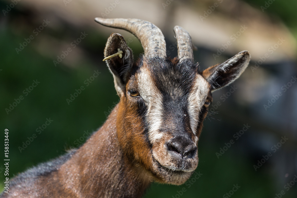 Portrait einer Ziege