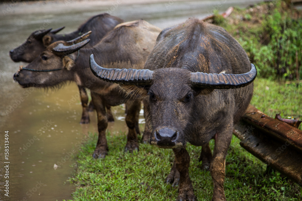 Water buffalo in vietnamese village Water buffalo in vietnamese village