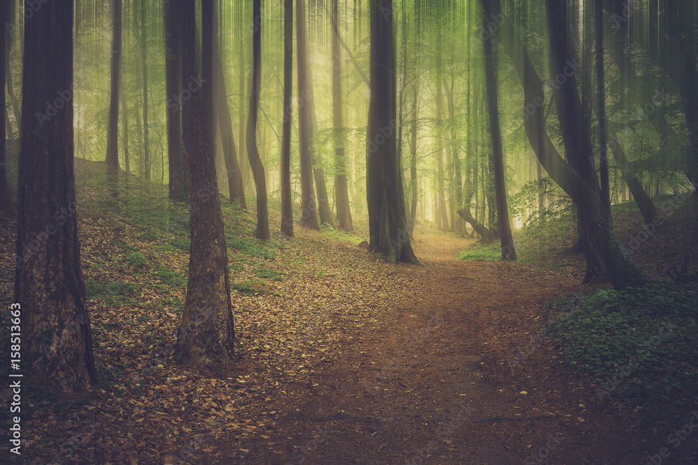 Fototapeta premium Magic foggy forest. Beautiful sunrise in morning forest