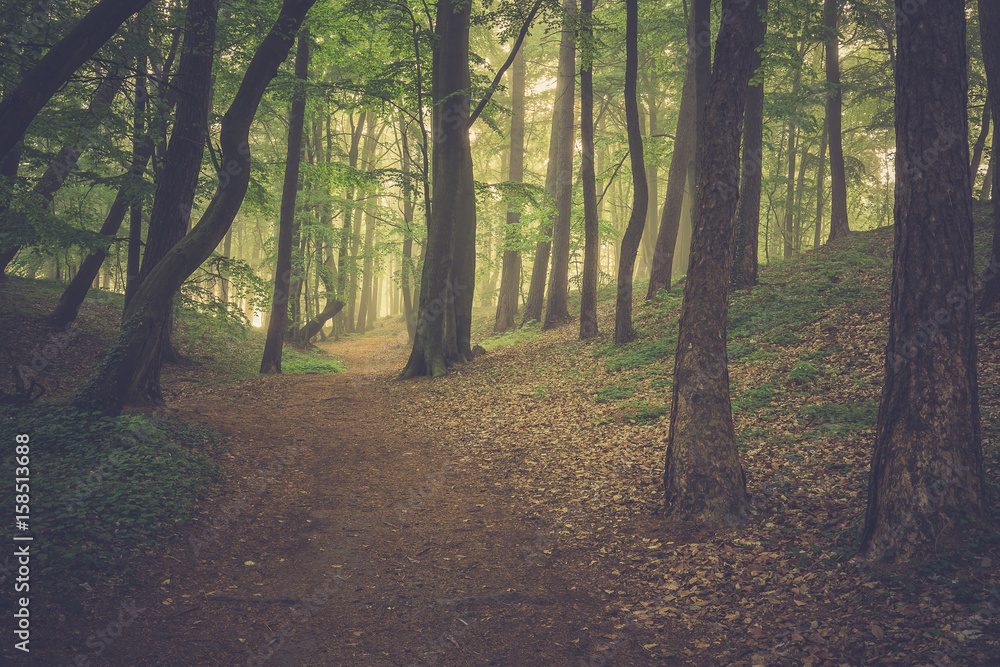 Magic foggy forest. Beautiful sunrise in morning forest