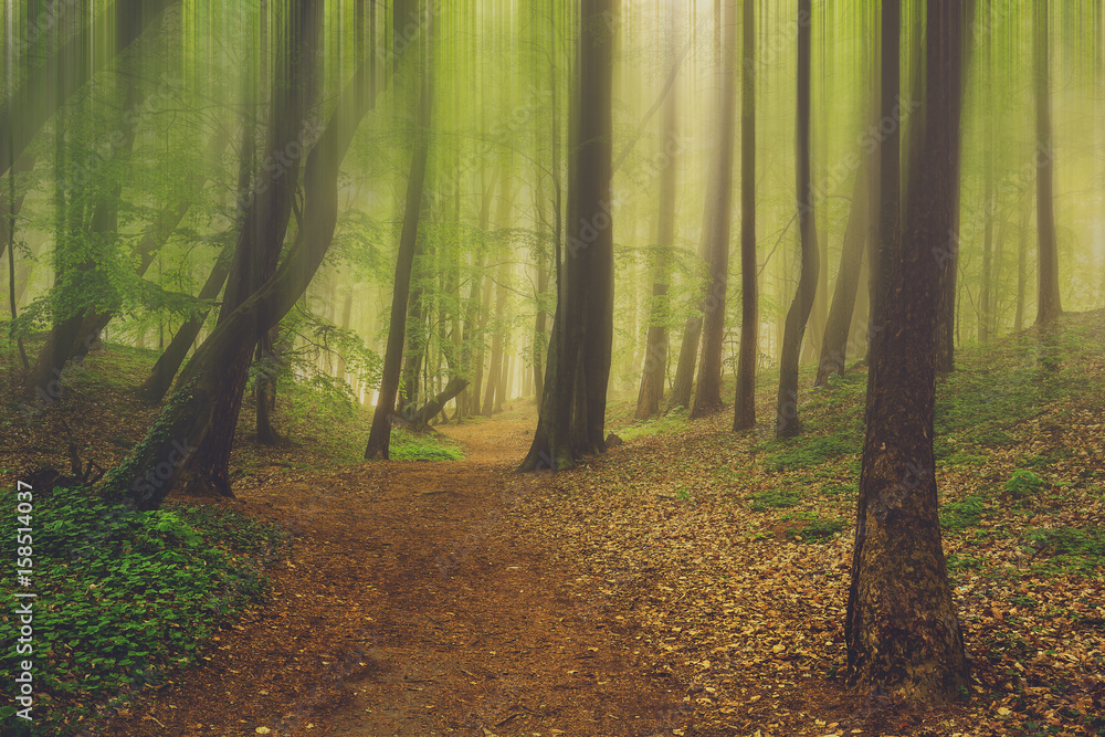 Obraz premium Magic foggy forest. Beautiful sunrise in morning forest
