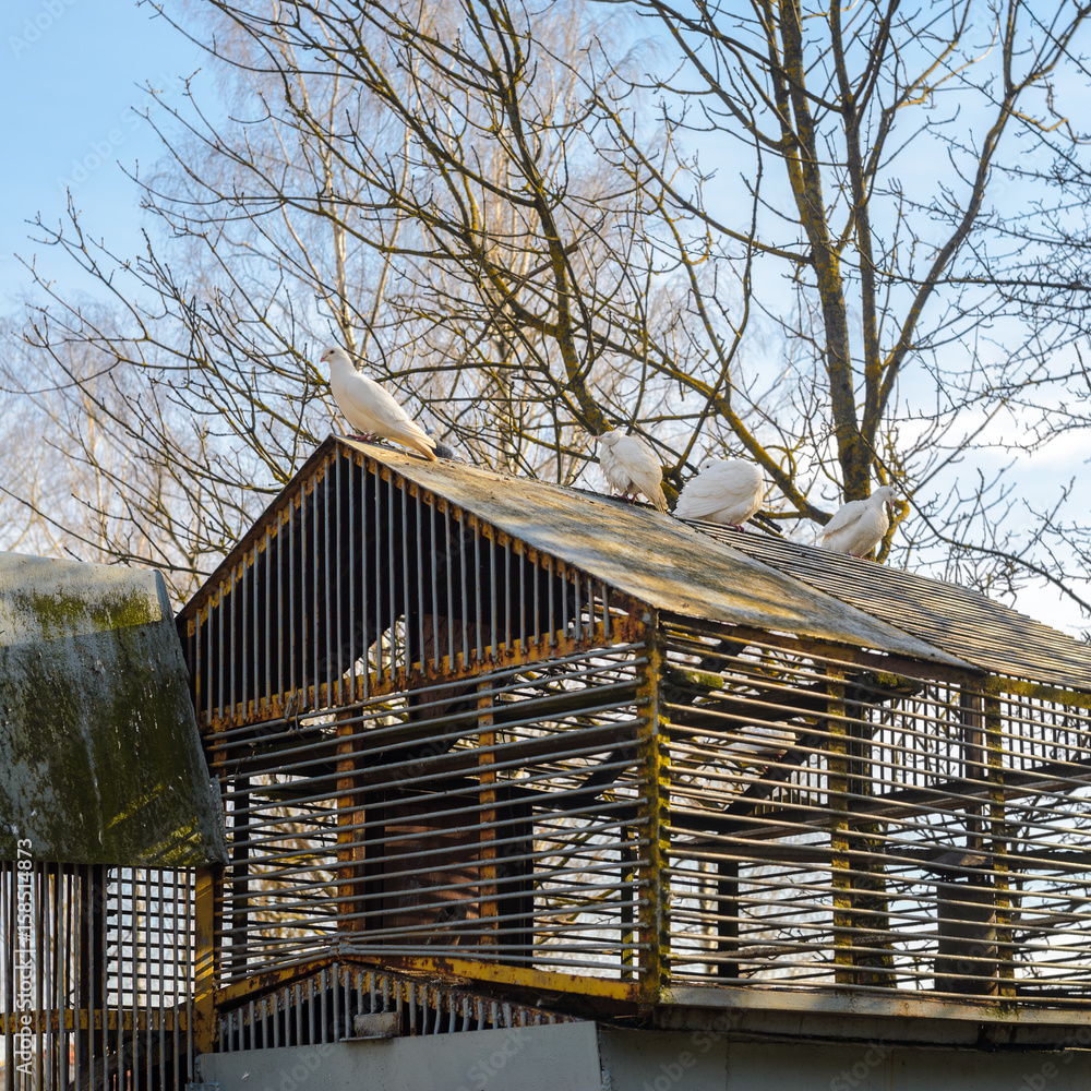 White pigeons on the roof of their dovecote. An old latticed dovecote from steel rods in the spring park at sunset. White pigeons on the roof of their dovecote. An old latticed dovecote from steel rods in the spring park at sunset.
