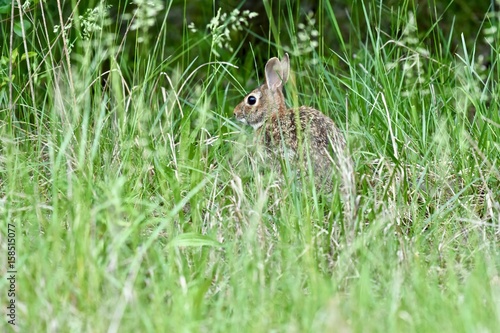 Maryland, USA wildlifeEastern Cottontail rabbit (Sylvilagus floridanus) sitting in tall grass in early spring © Jeramey Lende