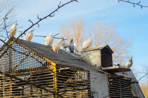фотографія White pigeons on the roof of their dovecote