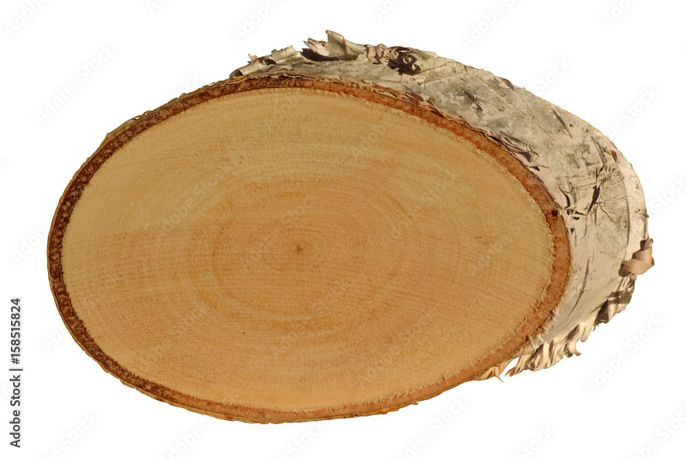 Birkenschildchen Birkenschildchen