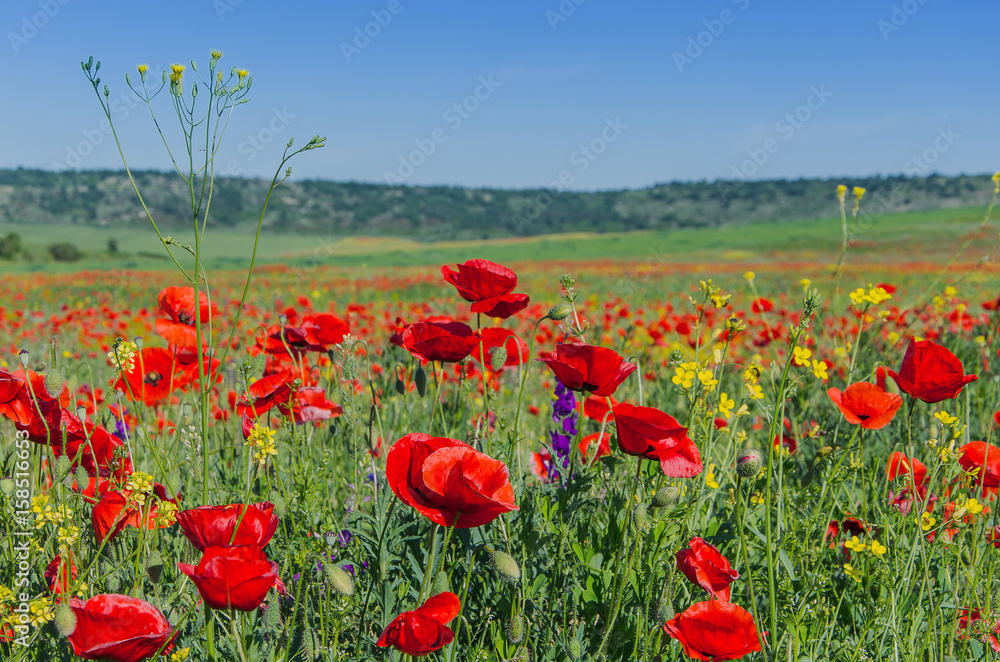 Countryside with poppy Countryside with poppy