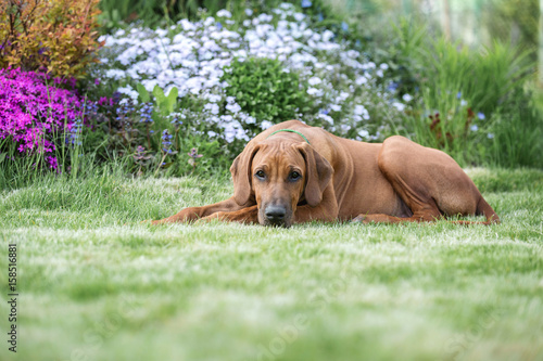 Rhodesian ridgeback puppy.