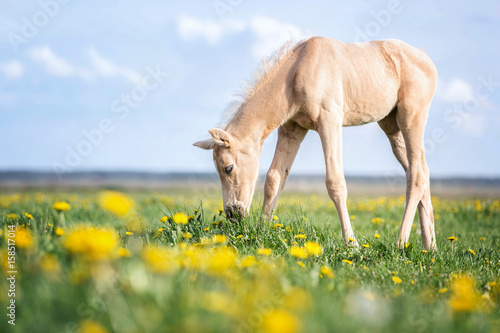 Fototapeta Naklejka Na Ścianę i Meble -  Palomino foal grazing grass on a pasture.