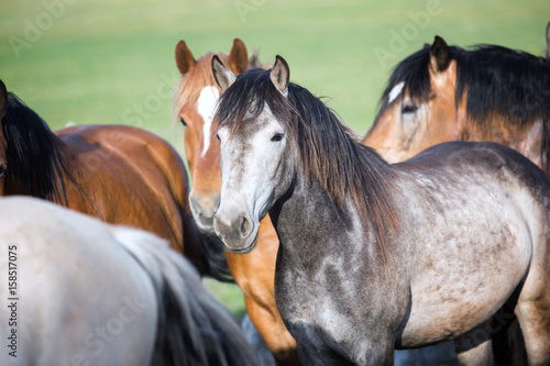 Fototapeta Naklejka Na Ścianę i Meble -  Herd of horses.